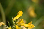 Yellow fumewort